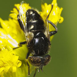 Eristalinus sepulchralis